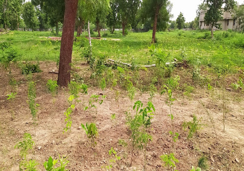 Office Plantation Services Delhi Gurugram Noida