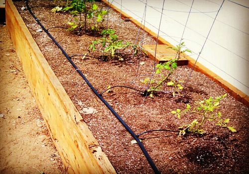 Terrace Garden Services Provider in Noida