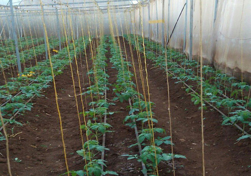 Terrace Garden Services Provider in Noida
