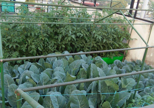Terrace Garden Services Provider in Noida