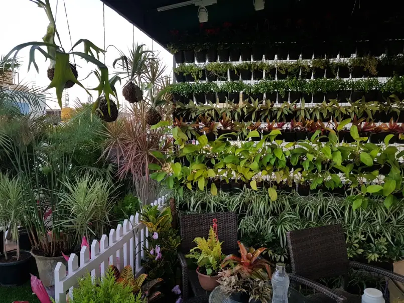 Office Plantation